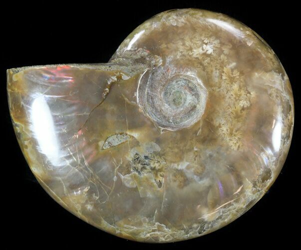 Flashy Red Iridescent Ammonite - Wide #52300